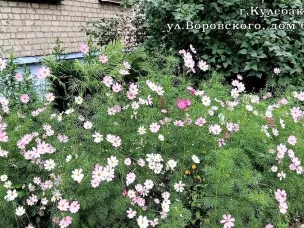 Администрация г.о.г.Кулебаки продолжает рассказывать подписчикам группы ВКонтакте об участниках проекта «Мой двор - моя гордость»